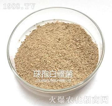 ���߰׽���-�G�]����