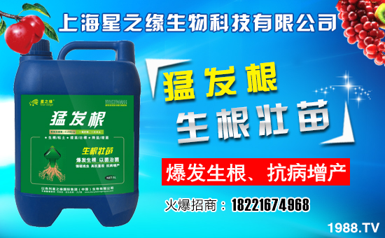 【星之緣】恭祝大家新春快樂、身體健康、闔家幸福、萬事如意!