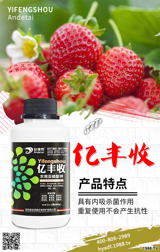 香菜如何施肥產(chǎn)量更高？秋茬香蔥高產(chǎn)施肥方案