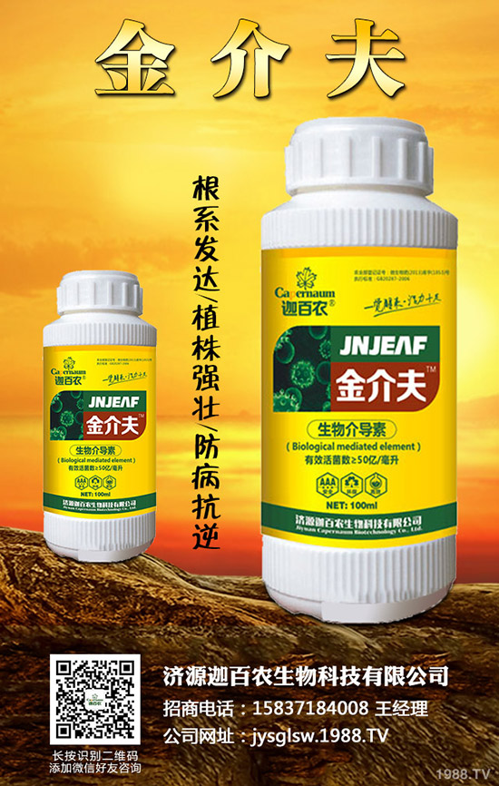 生姜得了莖基腐病怎么辦？生姜莖基腐病的診斷與防治！