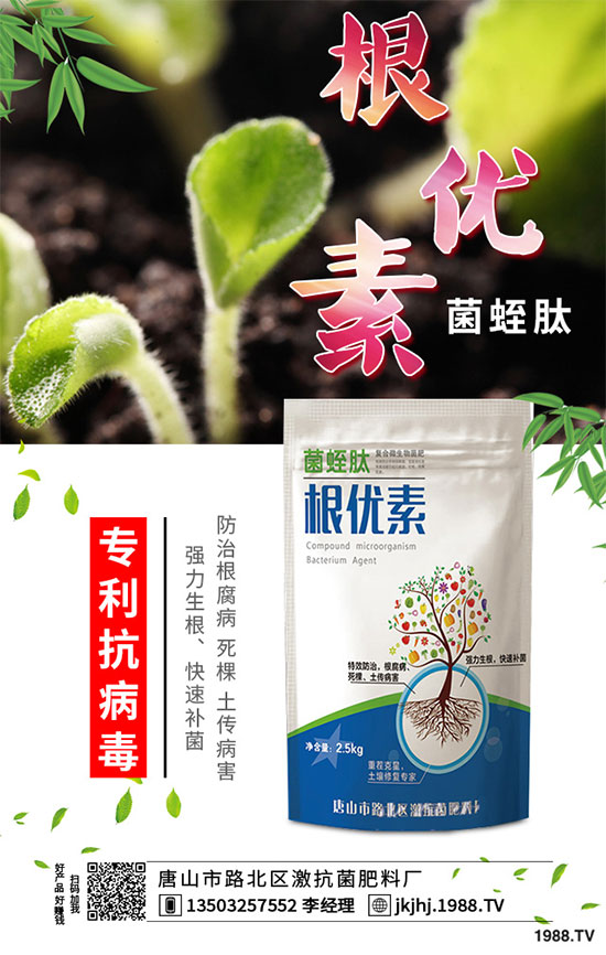 白菜霜霉病是如何引起的？有哪些危害？白菜霜霉病的預(yù)防措施
