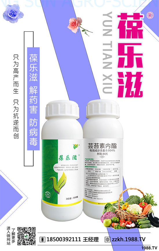 花椰菜黑腐病危害有哪些？花椰菜黑腐病的防治措施！