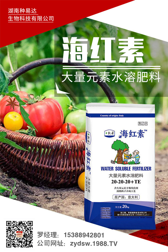 秋季草莓怎么栽？秋季大棚草莓的高產(chǎn)栽培技術(shù)及環(huán)境要求