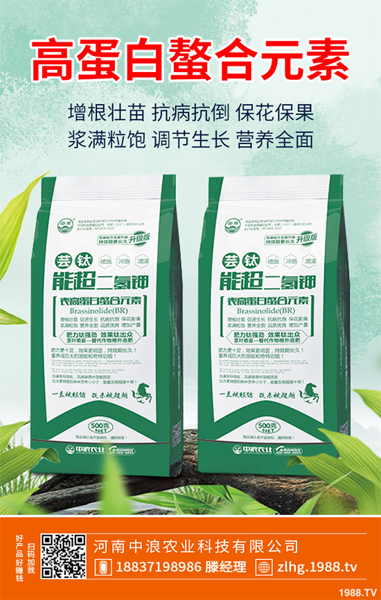 芥菜什么時候種植效益更好?芥菜高產(chǎn)種植技術(shù)要點