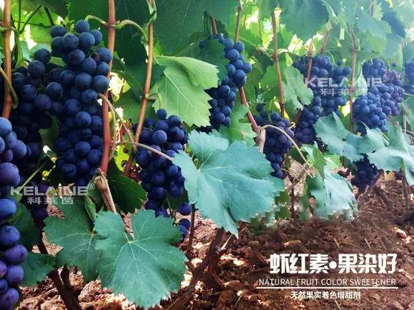 天然果實(shí)著色增甜劑——蝦紅素●果染好！