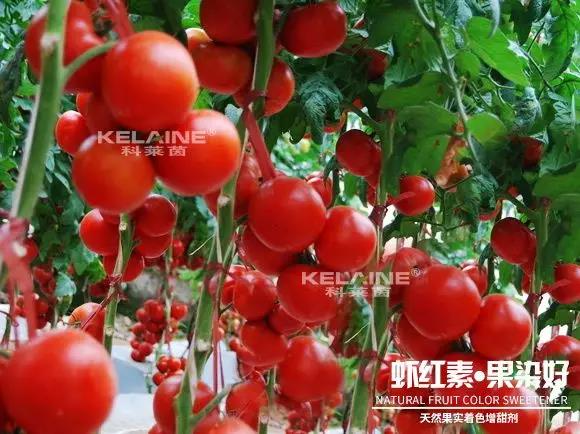 天然果實(shí)著色增甜劑——蝦紅素●果染好！