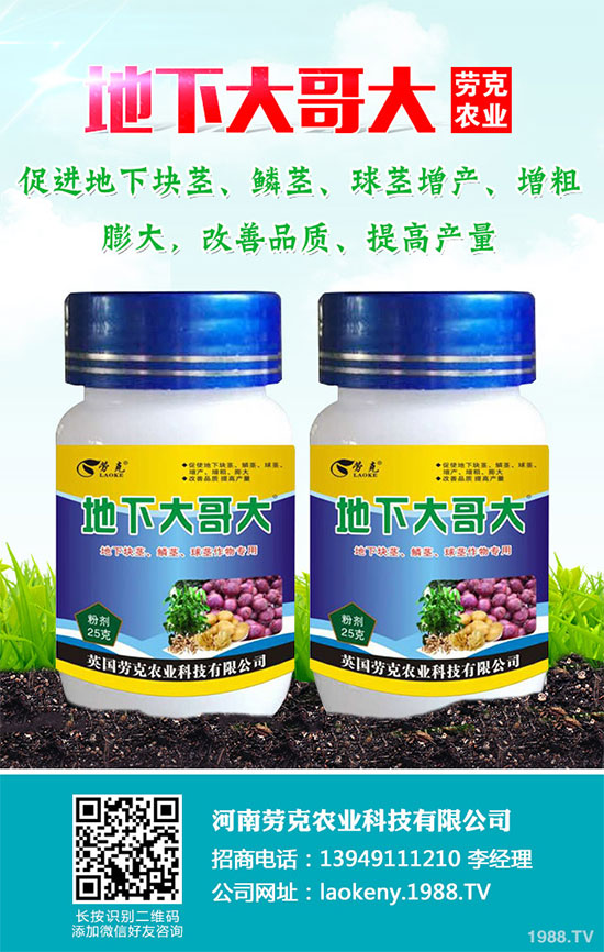 芥菜有哪些營養(yǎng)價值?吃芥菜有哪些好處?芥菜的功效與作用