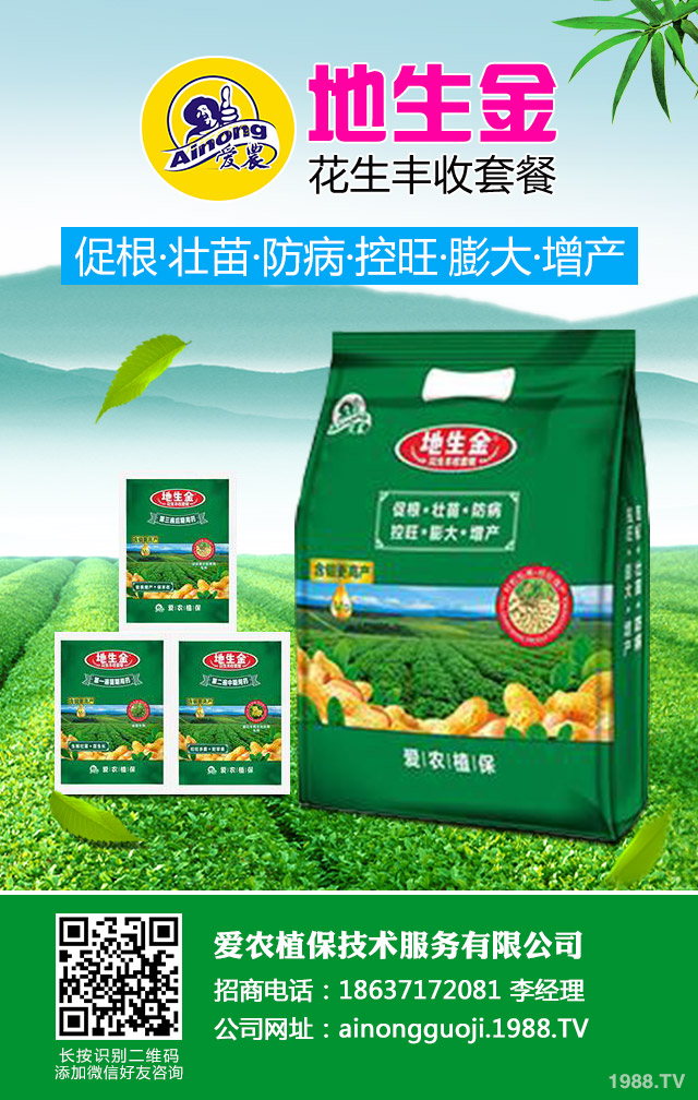 地膜棉花倒伏如何防治？地膜棉花倒伏應對措施