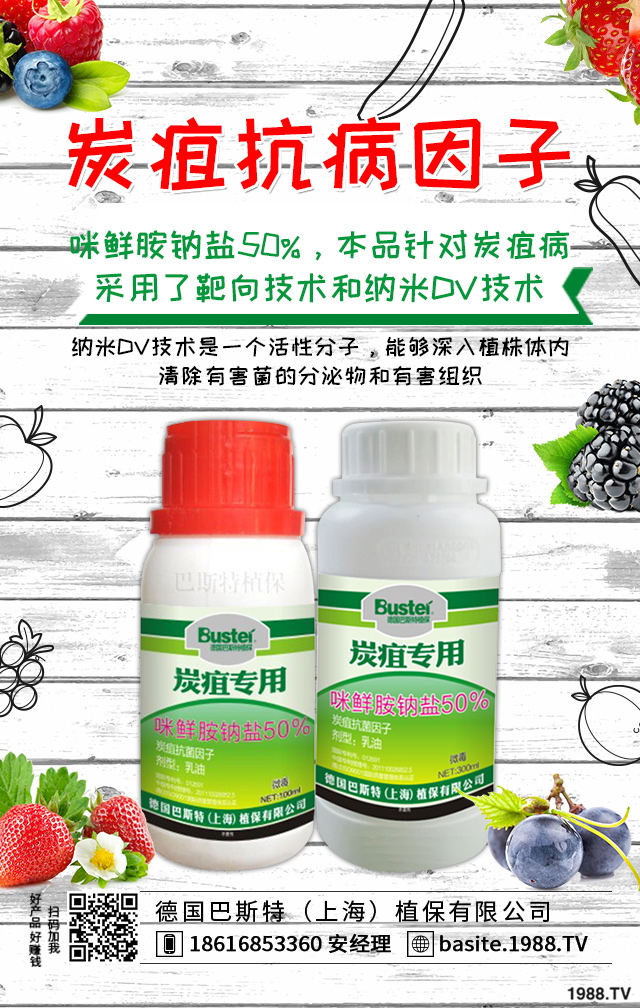 煙草炭疽病怎么辦?煙草炭疽病有效防治技巧