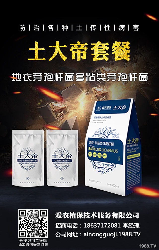 秋播小麥怎么提高質(zhì)量？秋播小麥提高質(zhì)量六要點