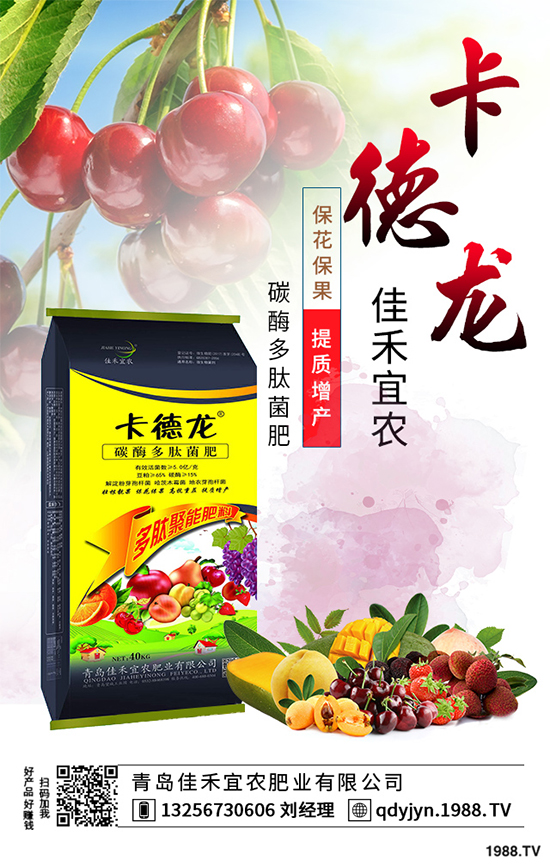 白菜不包心的原因？白菜結(jié)球包心期的管理要點(diǎn)