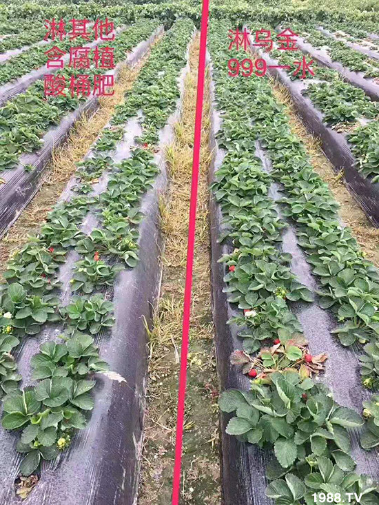 【新疆黑色生態(tài)】全體員工恭祝新老朋友:新年快樂!萬事如意!夜夜“鼠”錢!