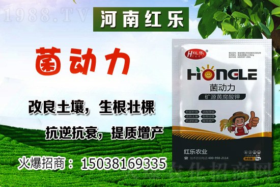 12月份能種什么蔬菜？冬季蔬菜種植有哪些技巧？