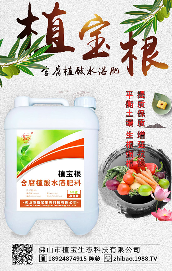 早春大棚西葫蘆什么時間種？西葫蘆定植后管理要點！