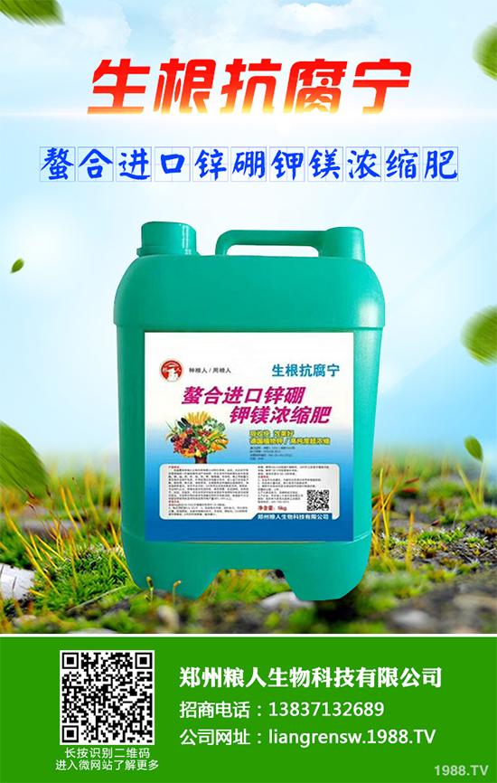 三葉青該如何種植？中藥材三葉青高產(chǎn)種植技術(shù)要點(diǎn)