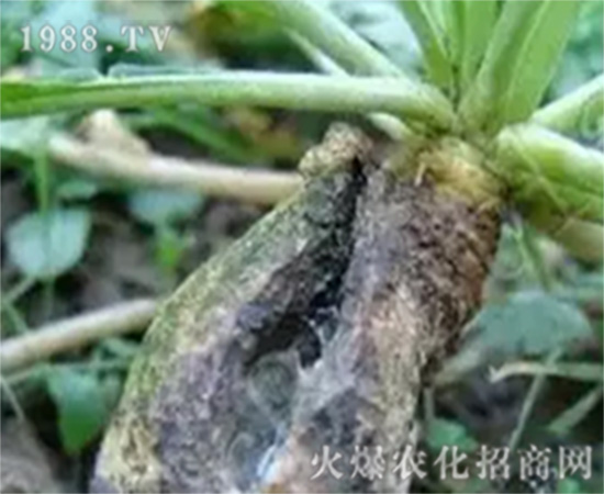 蘿卜褐腐病的癥狀和蘿卜褐腐病的防治