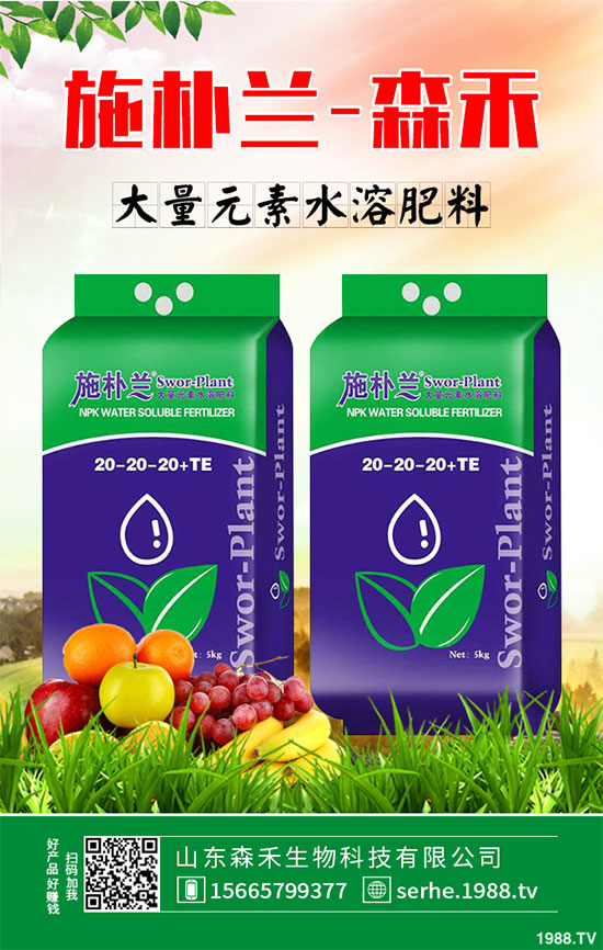 馬鈴薯價格不斷升高，能否繼續(xù)堅挺？2020年馬鈴薯種植前景分析