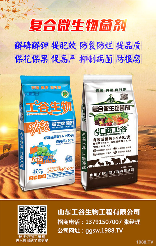 茼蒿什么時(shí)候種植比較好？該如何種植？茼蒿的種植時(shí)間及種植技術(shù)