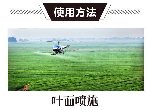 碳?xì)浜朔?綠藻門(mén)-碳?xì)鋰?guó)際_02