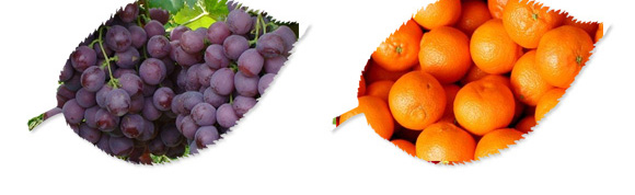 碳?xì)浜朔?紅藻門-碳?xì)鋰?guó)際_04