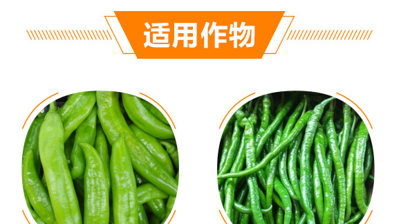 椒類專用椒豐素-麗美澤-中農恒大_08