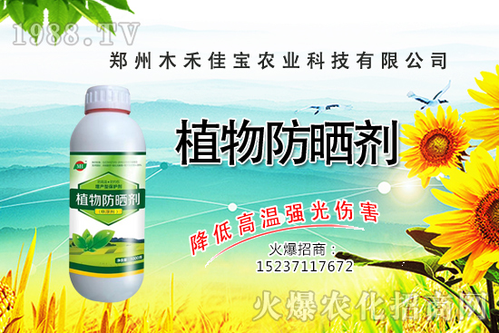 香樟樹種植栽培要點(diǎn)有哪些，香樟樹移栽方法！