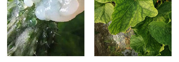 農(nóng)夫稼園生物技術(shù)有限公司1_10