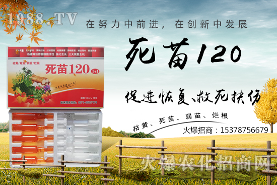  蔬菜種植不長根，緩苗慢，死苗爛根？學會這些方法，蔬菜死苗爛根都不怕！