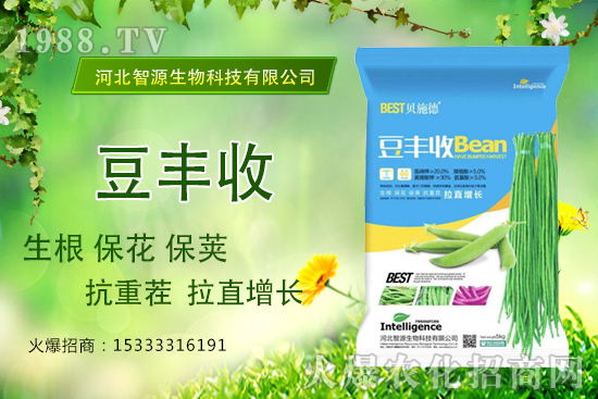 用了“豆豐收”，豆角拉直增長產量高？豆豐收有什么優(yōu)勢？