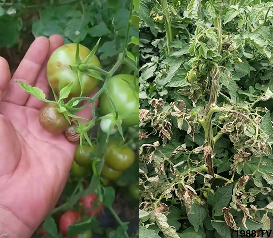 病毒病是如何發(fā)生的？有沒有好的防治措施？做好這幾個方面還有救！