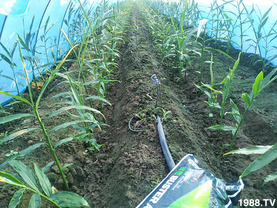     ���׌�Nֲ׃�ø��p�ɣ�һ��(g��)�ײ���ȫ���䷽����˹�ش󽪠I(y��ng)�B(y��ng)�ײͷ�����