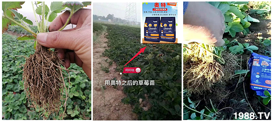     ���׌�Nֲ׃�ø��p����һ��(g��)�ײ���ȫ���䷽����˹�ش󽪠I(y��ng)�B(y��ng)�ײͷ�����