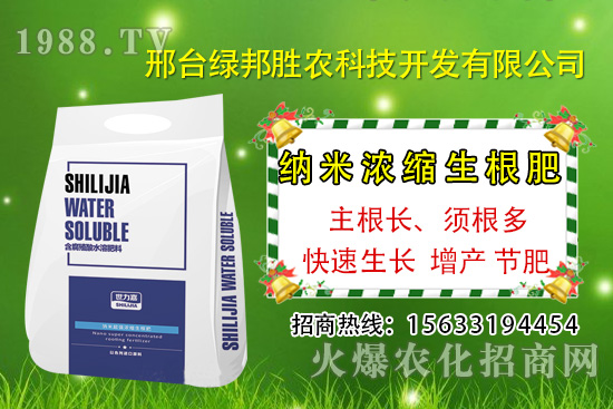 番茄死棵究竟哪些原因所致,如何預防番茄死棵發(fā)生?