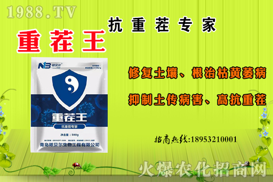 ɽ��ʲô����(ji��)������ɽ�����Ҫ�a(ch��n)������������ôʳ�ã�