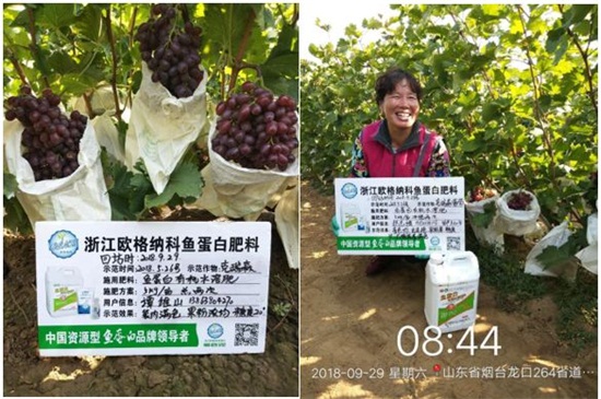 低溫菌解魚(yú)蛋白肥