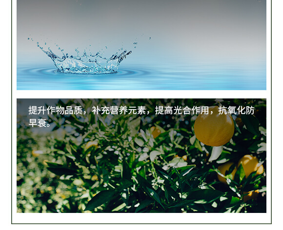 中量元素水溶肥料-糖醇鈣鎂-英爾果_07