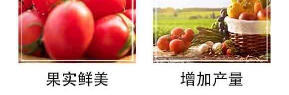 果維康有機(jī)無(wú)機(jī)生態(tài)肥（果蔬專用）-中港美盛_06