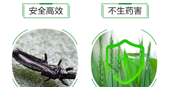 薊馬、跳甲生物制劑-薊甲3號(hào)-悅地豐生物_06