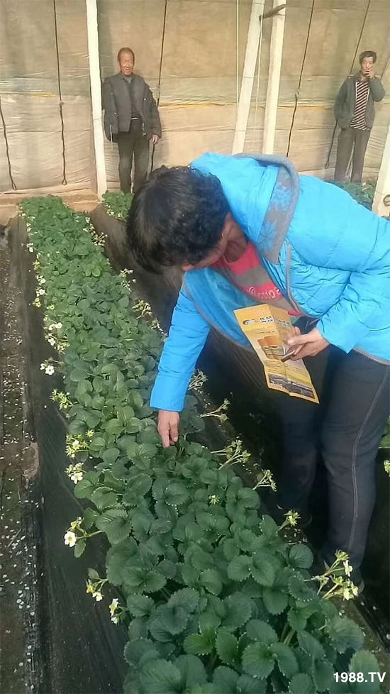 水溶肥市場大變革。亢T寰、魚蛋白將被它代替!1000多用戶鼎力推薦!