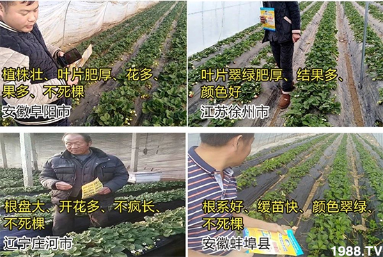 水溶肥市場大變革?海藻精、魚蛋白將被它代替!1000多用戶鼎力推薦!