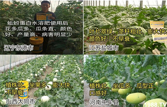 水溶肥市場大變革?海藻精、魚蛋白將被它代替!1000多用戶鼎力推薦!