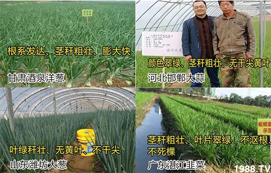 水溶肥市場大變革。亢T寰、魚蛋白將被它代替!1000多用戶鼎力推薦!