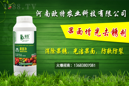 草莓施肥如何避免肥害發(fā)生?早春大棚草莓管理技術(shù)要點!