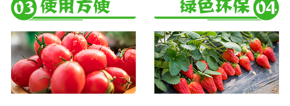 煙草專用-俺倆中-恒綠植物_05