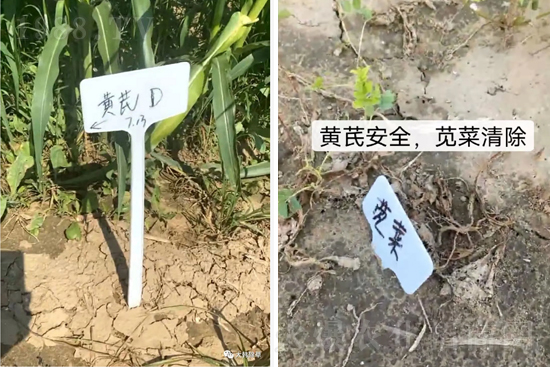 芪兵2號隆重上市!多年打造,可除莧菜的黃芪除草劑,除草更廣,更全面!