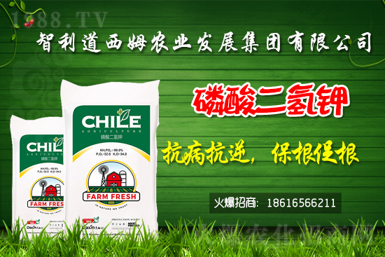 智利道西姆再簽1988.TV，開啟網(wǎng)絡(luò)招商新模式！