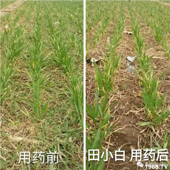 ��(ji��)��(ji��)��Σ��������ô������ʲôˎ��Ч������