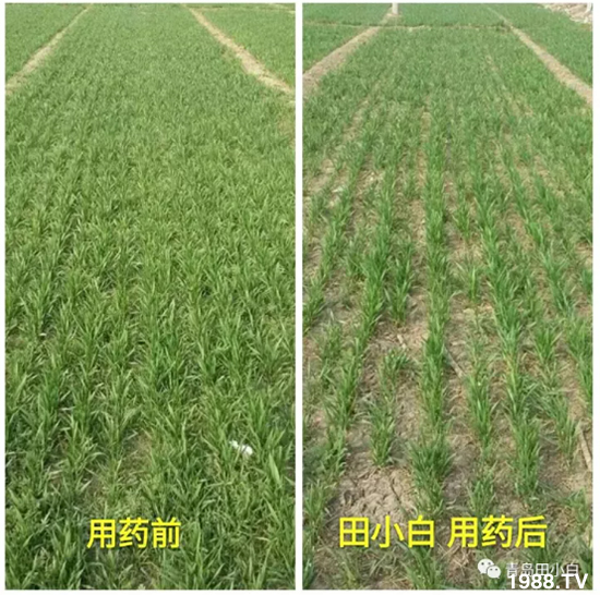 ��(ji��)��(ji��)��Σ��������ô������ʲôˎ��Ч������