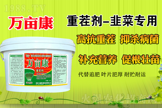 韭菜什么時候種更合適?春季露地韭菜管理方法及注意事項