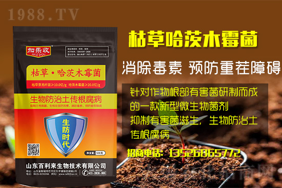 根腐病爆發(fā)怎么防治，根腐病用什么藥好防治效果好？